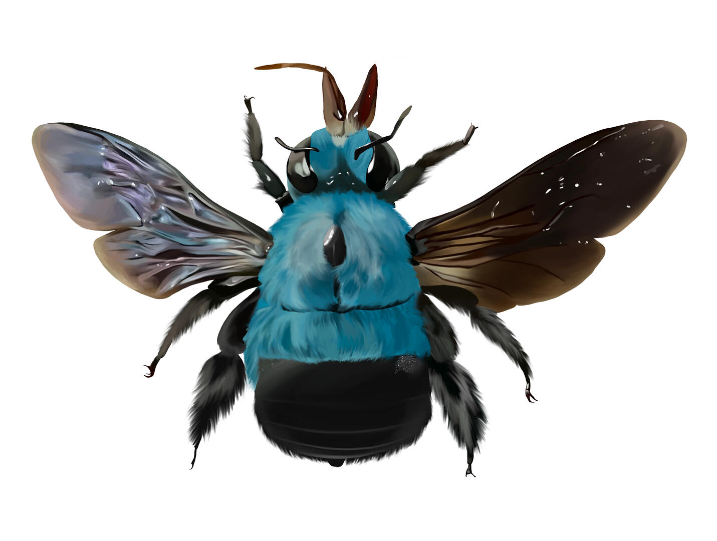 Blue Carpenter Bee