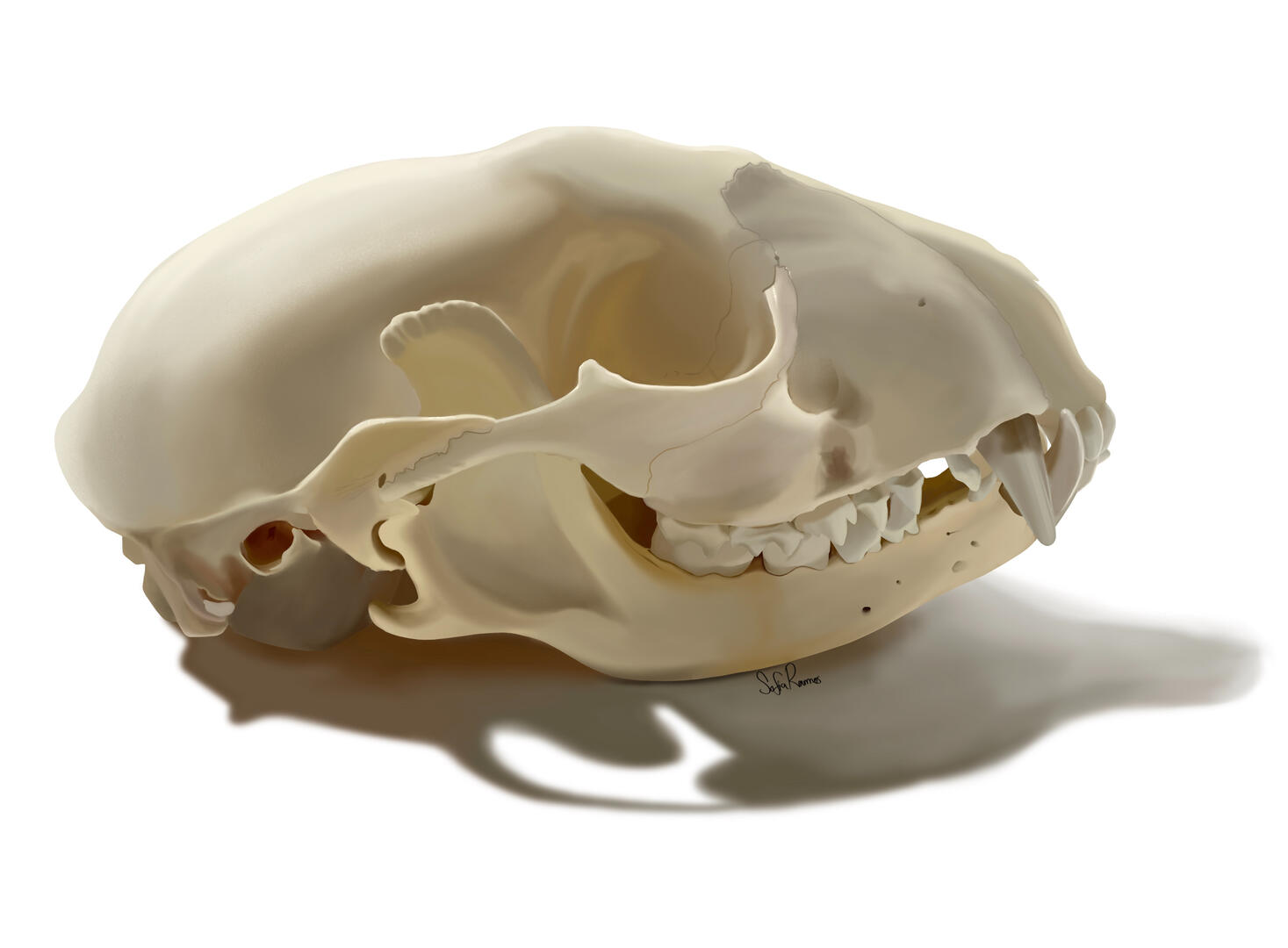 Raccoon Skull