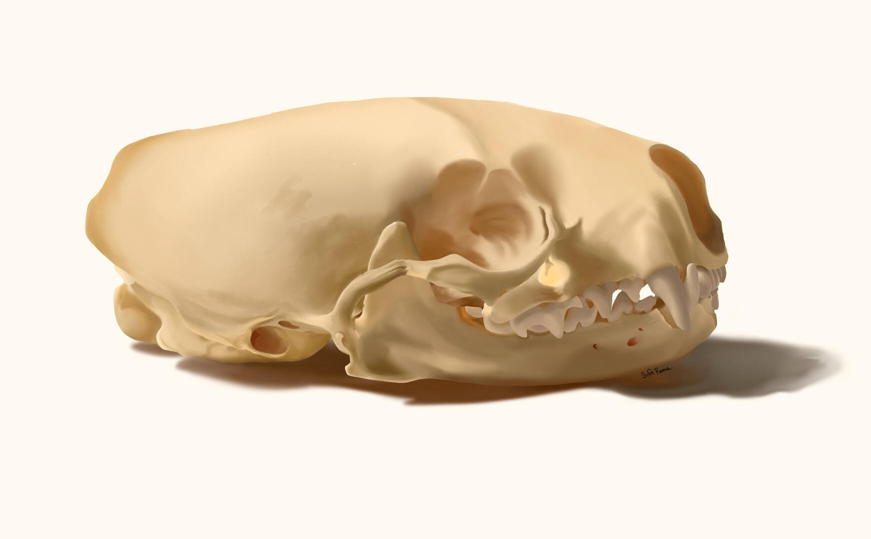 Mink Skull