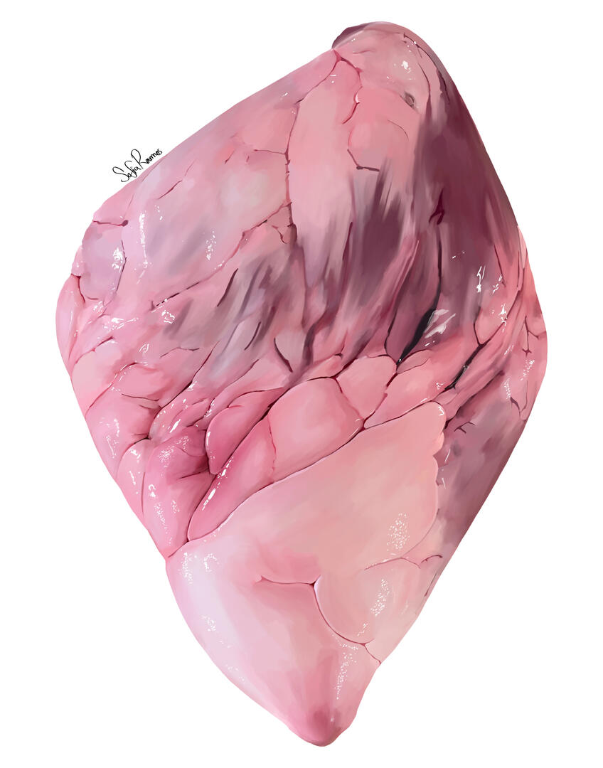 Cow Heart